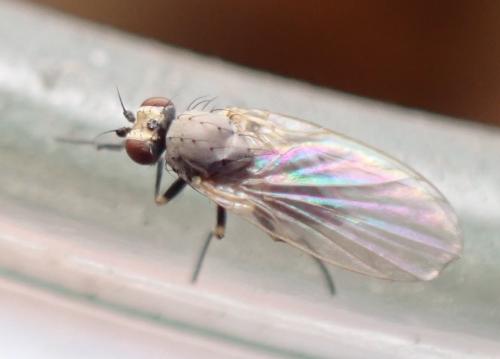 Réf. 345 056 : Chromatomyia horticola
